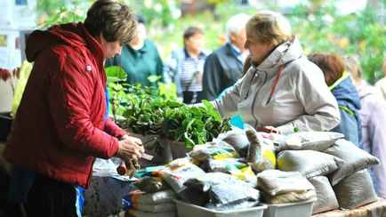Штраф от 400 рублей. Налоговики рассказали, как белорусам торговать рассадой по закону