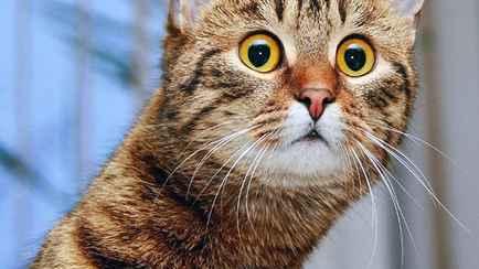 Эти четыре ошибки допускают почти все любители кошек. Почему нельзя кормить их только из миски?