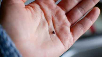 Под Гродно из-за укусов клещей два человека попали в реанимацию