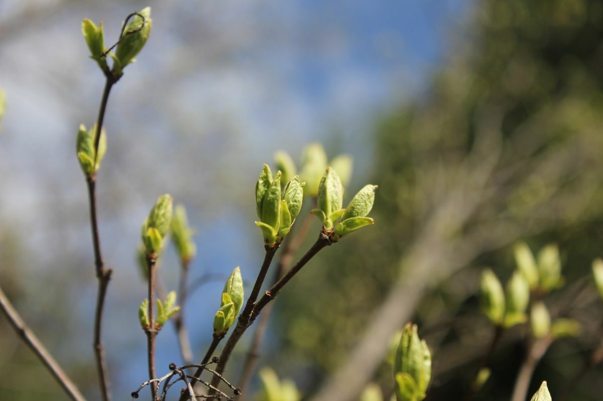 Чем и как удобрять деревья и кусты в апреле и мае? Сделайте так — и ветки будут ломиться от сочных плодов
