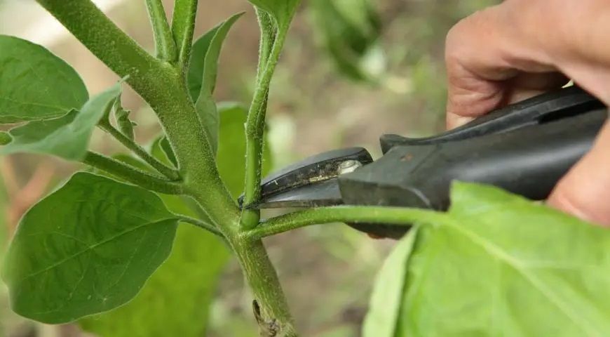 Как вырастить богатый урожай баклажанов? 10 советов, которые пригодятся каждому огороднику
