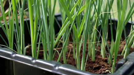 В Таможенном комитете рассказали, можно ли ввезти в Беларусь лук-севок для дачи из-за границы. Когда не пропустят?