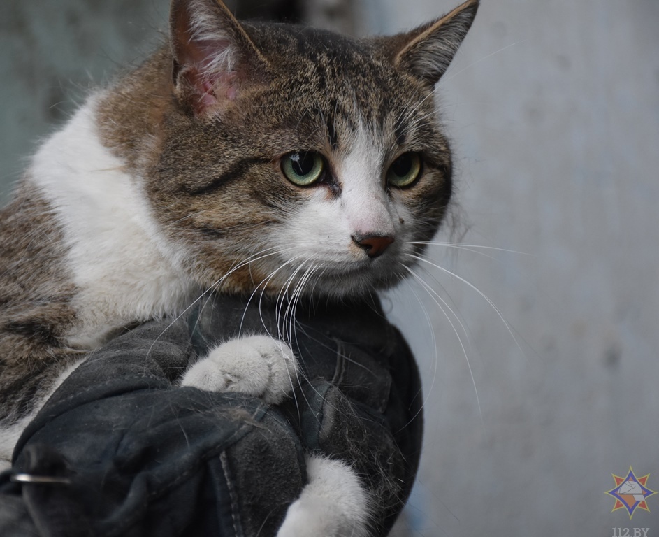Белорусские спасатели показали, как достали застрявшего между бетонными плитами кота