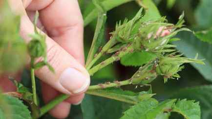 Цветы, пищевая сода и горчичный порошок. Нашли, что еще поможет избавиться от тли на участке