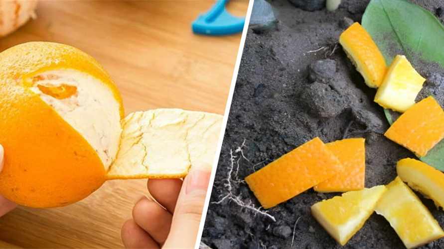 Как использовать апельсиновую кожуру на огороде? Сделайте удобрение и раствор для этих растений