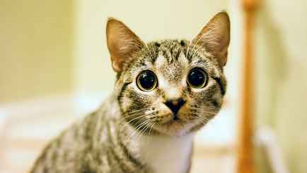 Почему кошки иногда пристально смотрят на людей? Вот что нужно обязательно сделать хозяевам