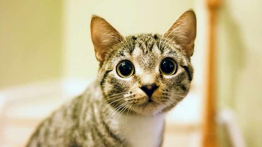 Почему кошки иногда пристально смотрят на людей? Вот что нужно обязательно сделать хозяевам
