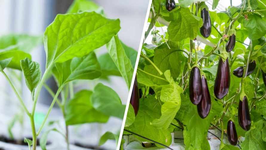 Как вырастить богатый урожай баклажанов? 10 советов, которые пригодятся каждому огороднику