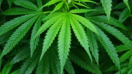 В Германии легализовали выращивание, хранение и курение каннабиса. Но есть нюансы