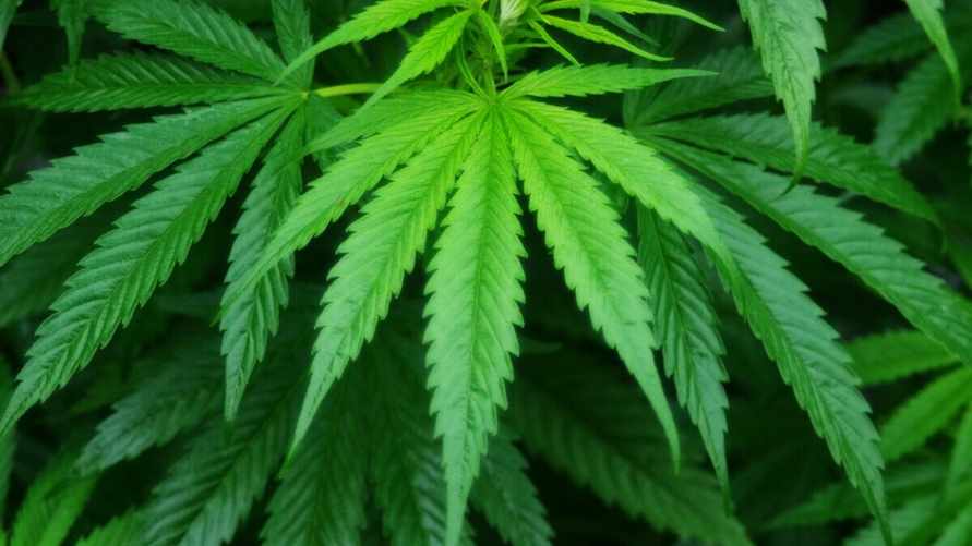 В Германии легализовали выращивание, хранение и курение каннабиса. Но есть нюансы