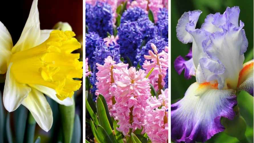 Почти никто не может ответить правильно на эти простые вопросы. А вы угадаете весенние цветы по картинке?