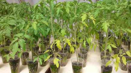 Почему желтеет рассада помидоров? Вот как легко это предотвратить