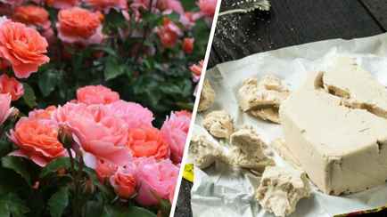 Как правильно подкормить розы дрожжами? Важно соблюсти пропорции, чтобы не навредить цветам