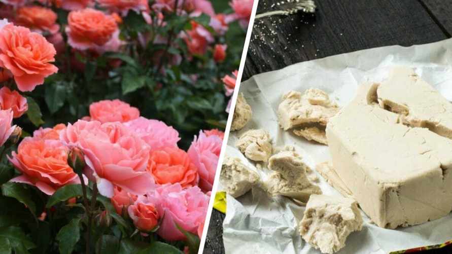 Как правильно подкормить розы дрожжами? Важно соблюсти пропорции, чтобы не навредить цветам