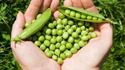 Когда белорусам нужно успеть посеять горох? Не забудьте эти важные правила, чтобы получить отличный урожай