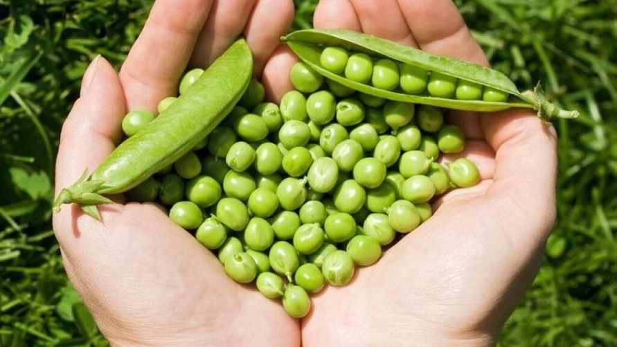 Когда белорусам нужно успеть посеять горох? Не забудьте эти важные правила, чтобы получить отличный урожай