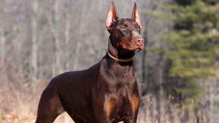 Для владельцев опасных пород — удостоверение. Лукашенко подписал закон об обращении с животными