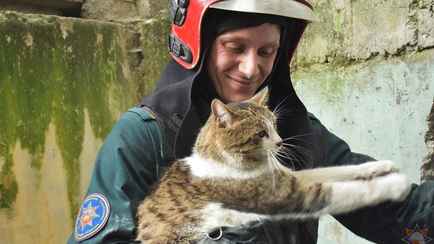 Белорусские спасатели показали, как достали застрявшего между бетонными плитами кота