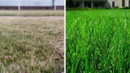 Как вернуть желтому газону зеленый цвет? Исправьте эти распространенные ошибки