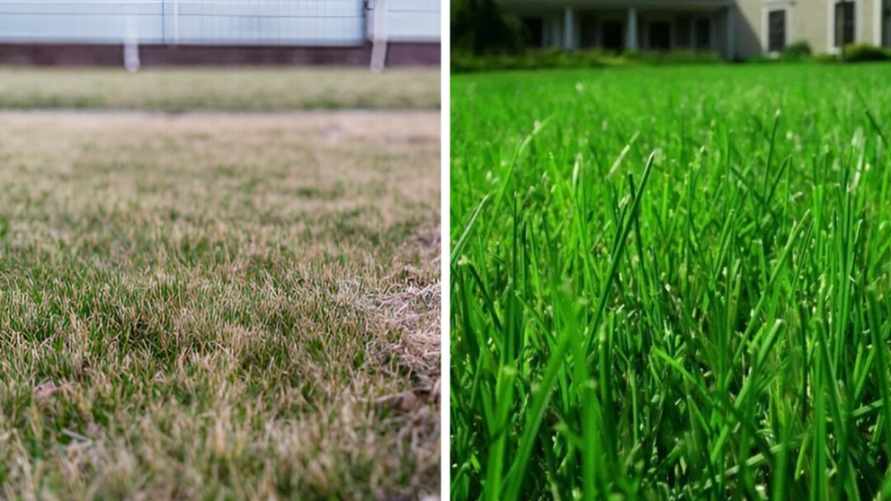 Как вернуть желтому газону зеленый цвет? Исправьте эти распространенные ошибки