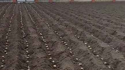 «Куда столько?» — Белоруска показала, как посадила картошку в марте. А что, так можно?
