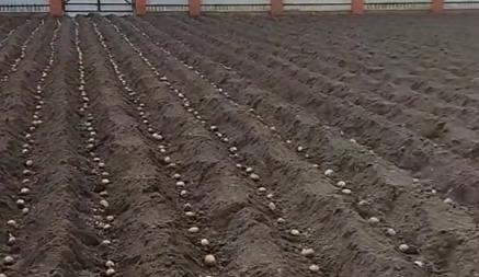«Куда столько?» — Белоруска показала, как посадила картошку в марте. А что, так можно?