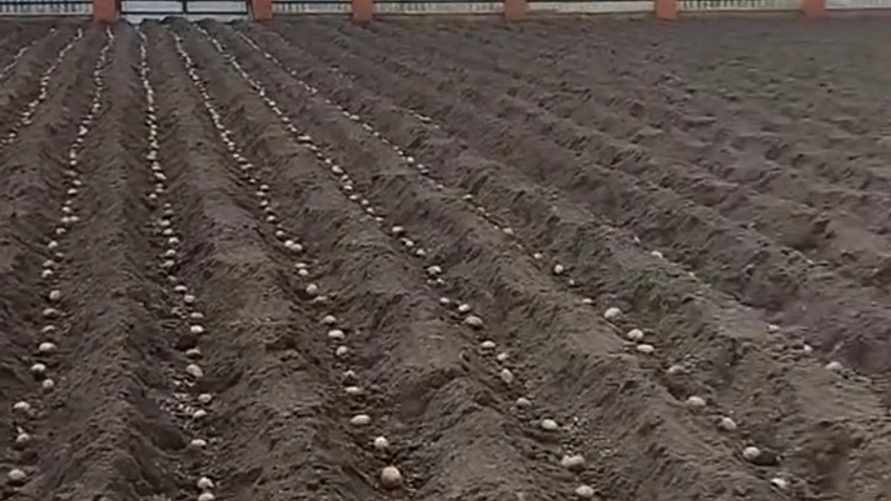 "Куда столько?" - Белоруска показала, как посадила картошку в марте. А что, так можно?