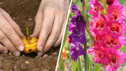 Когда сажать гладиолусы? Сделайте так — и они не будут падать при обильном цветении