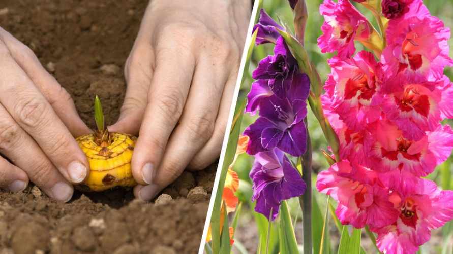 Когда сажать гладиолусы? Сделайте так — и они не будут падать при обильном цветении
