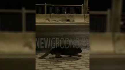 «Заблудился бедный» — На оживлённой автомагистрали в Гродно встретили гуляющего бобра