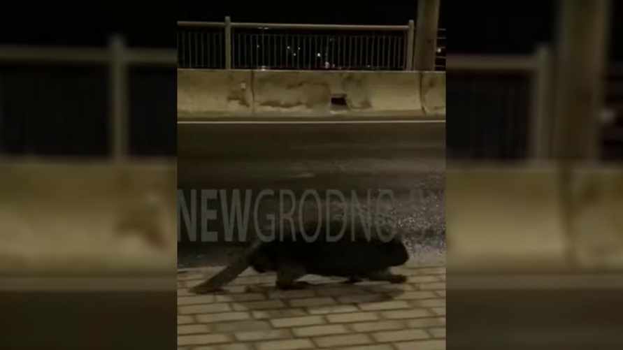 «Заблудился бедный» - На оживлённой автомагистрали в Гродно встретили гуляющего бобра