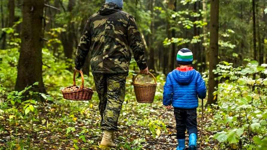 Минздрав Беларуси "запретил" есть эти весенние грибы. Что с ними не так?