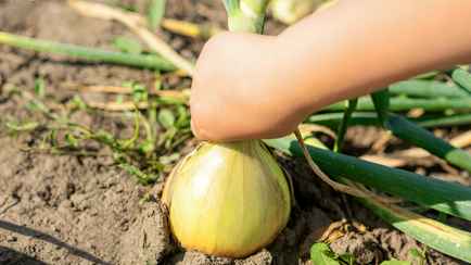 Как белорусам вырастить лук с кулак? Не забудьте про метод 3:15 и правильную подкормку