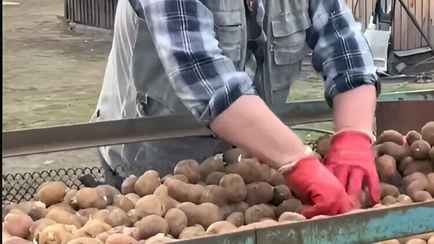 «Сетка есть, где найти такого Юру?» — Белорус показал, как при помощи кровати быстро перебрать картофель
