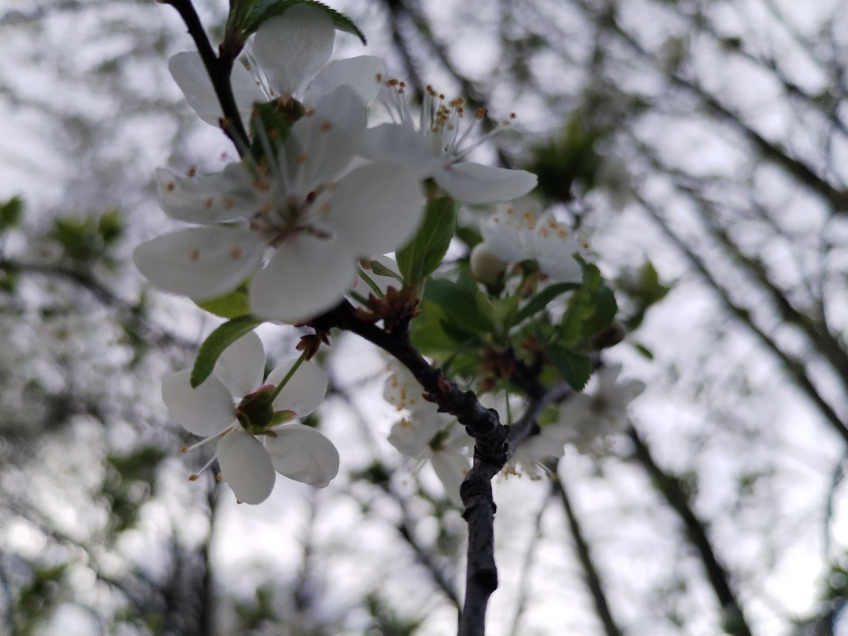 Как белорусам защитить цветущий сад от весенних заморозков? Вот чем поможет прошлогодняя листва
