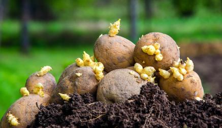 Как обеспечить быстрый рост крупных клубней картофеля? Используйте удобрение с таким составом при весенней посадке