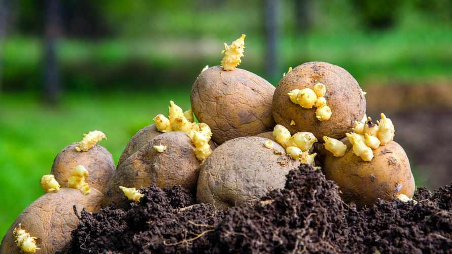 Как обеспечить быстрый рост крупных клубней картофеля? Используйте удобрение с таким составом при весенней посадке
