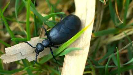 Этого майского жука лучше не трогать. Чем опасен и где водится в Беларуси?