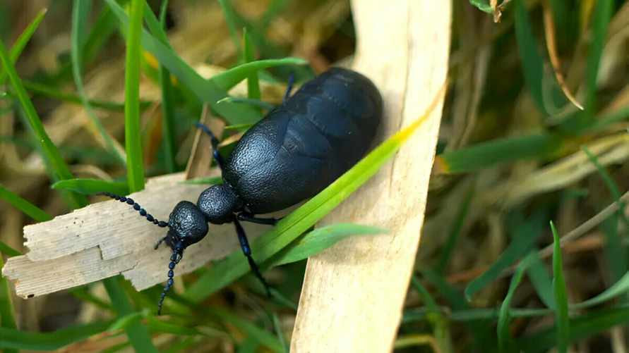 Этого майского жука лучше не трогать. Чем опасен и где водится в Беларуси?