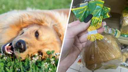 Этот самодельный инструмент поможет достать клеща у собаки и кошки за секунды. Нужно только купить хлеб