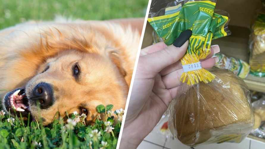 Этот самодельный инструмент поможет достать клеща у собаки и кошки за секунды. Нужно только купить хлеб