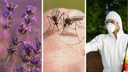 Как избавиться от комаров на участке? Эти 9 способов будут отпугивать их регулярно