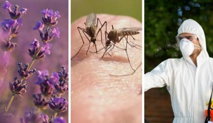 Как избавиться от комаров на участке? Эти 9 способов будут отпугивать их регулярно