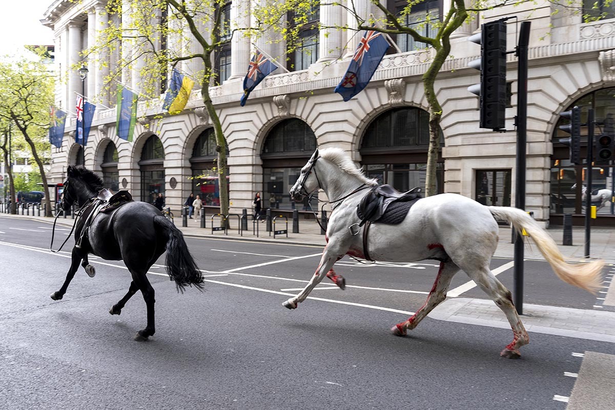В Лондоне сбежавшие королевские лошади столкнулись с автомобилями. Пострадало 5 человек