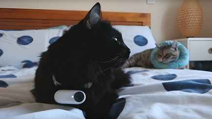 «Американские боевики отдыхают» – Видео с камеры на ошейнике кота показало, почему они «спят как убитые весь день»