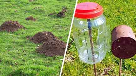 Как избавиться от крота на участке? Нашли действенные и гуманные способы