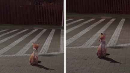 «Что-то не то в лесах» — На границе Беларуси и Польши заметили лису, «как из сказки», но пользователи TikTok встревожились