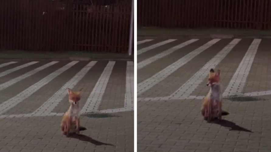 «Что-то не то в лесах» - На границе Беларуси и Польши заметили лису, «как из сказки», но пользователи TikTok встревожились