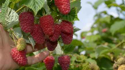 Как получить богатый урожай малины уже в июне? Кожура этого популярного фрукта станет идеальным удобрением