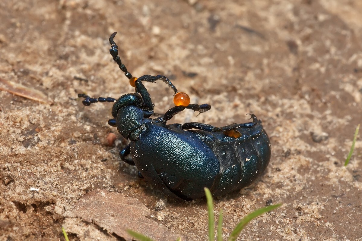 Этого майского жука лучше не трогать. Чем опасен и где водится в Беларуси?